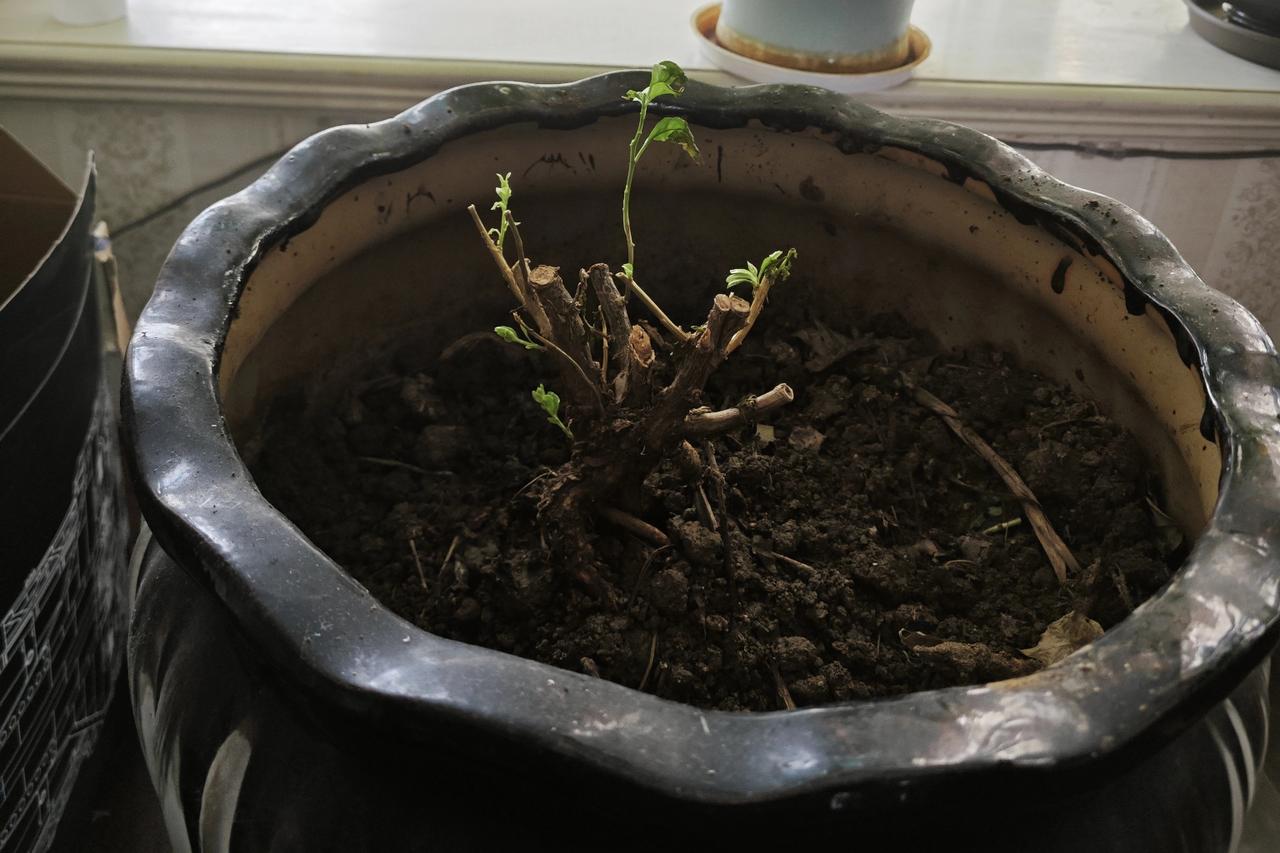 天哪，当我买到了洲际油气！

街上的车流像一条无声的河，从我身边淌过去。我站在路