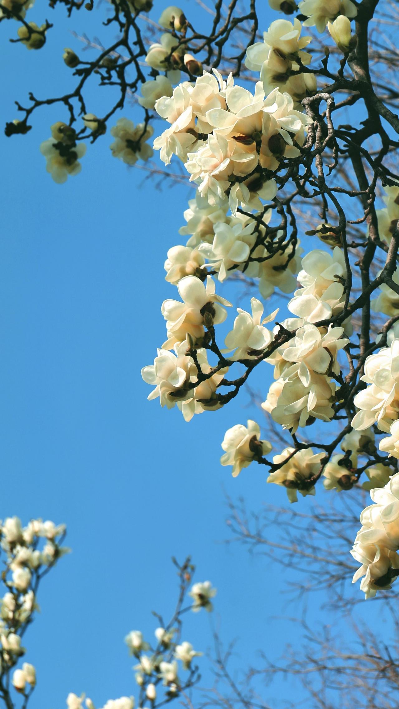 分享我这周有趣的事：玉兰花开了