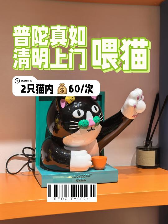 普陀真如清明上门喂猫