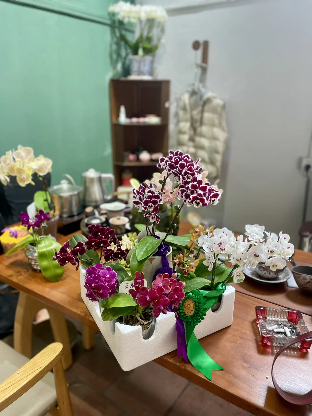 蝴蝶兰小花
