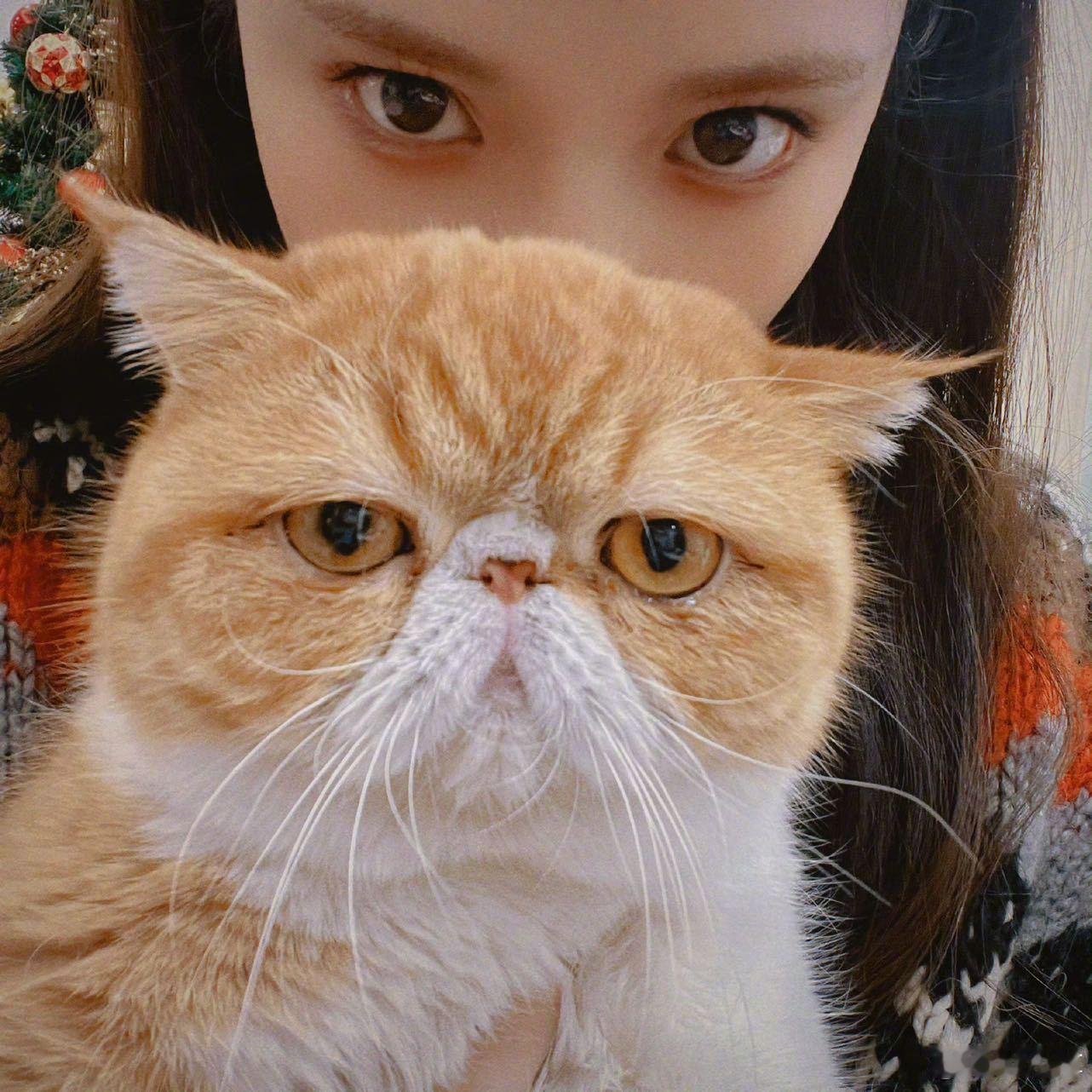 彭小苒曾在横店收养流浪猫 彭小苒最新采访里提到自己养了四只猫，其中一只叫“福福”