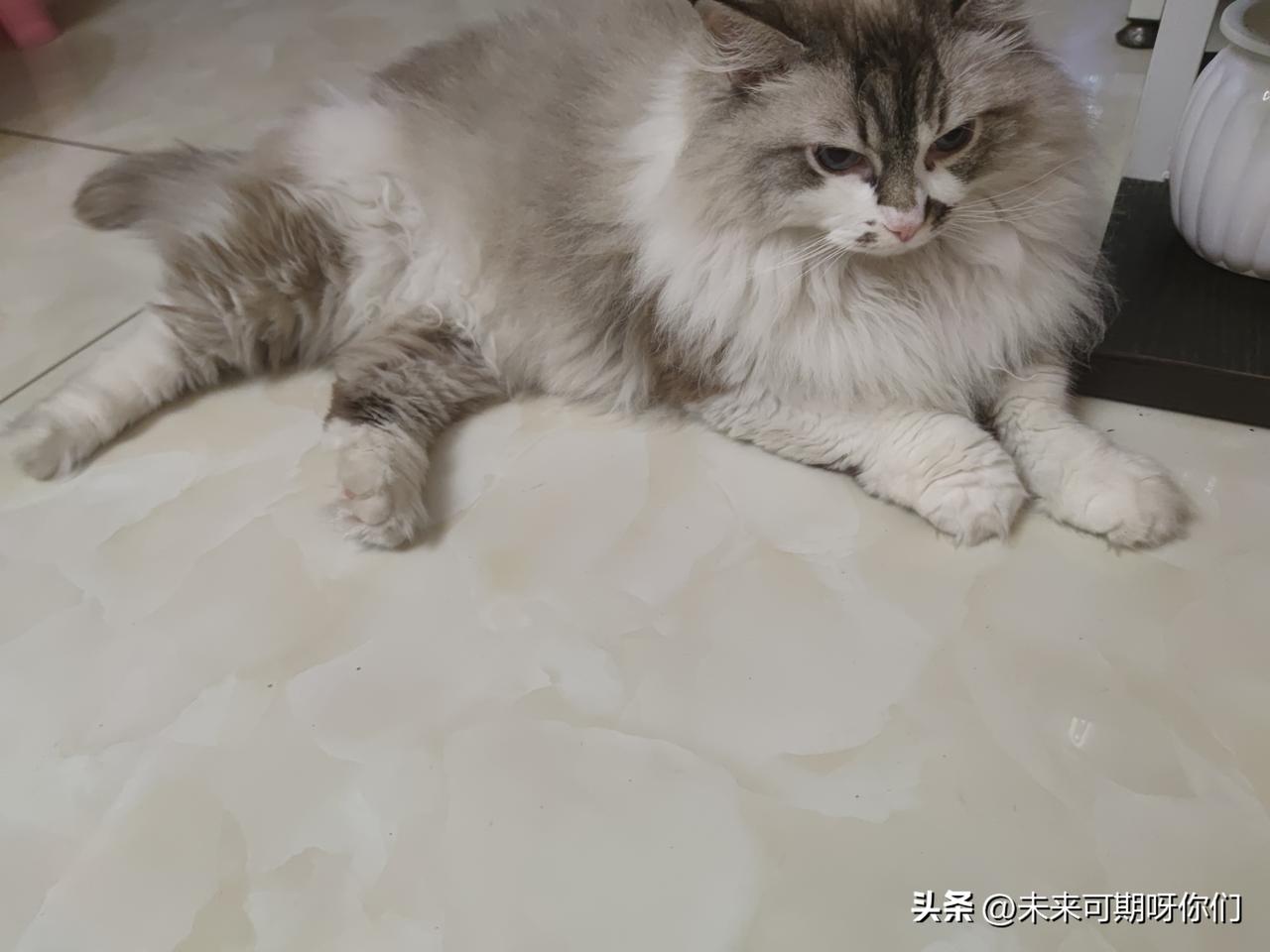 分享一下你家猫咪躺的照片喵星人睡觉时可不喜欢有人去动她，你叫破嗓子她也不理你，这