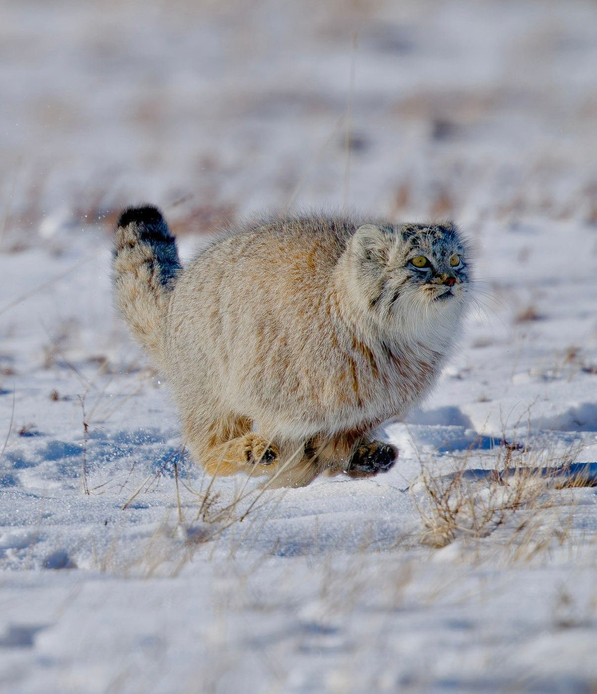 兔狲 真的第一次看见野外狲球的腾空照片感谢摄影师！给摄影师加鸡腿儿！【推：Adv