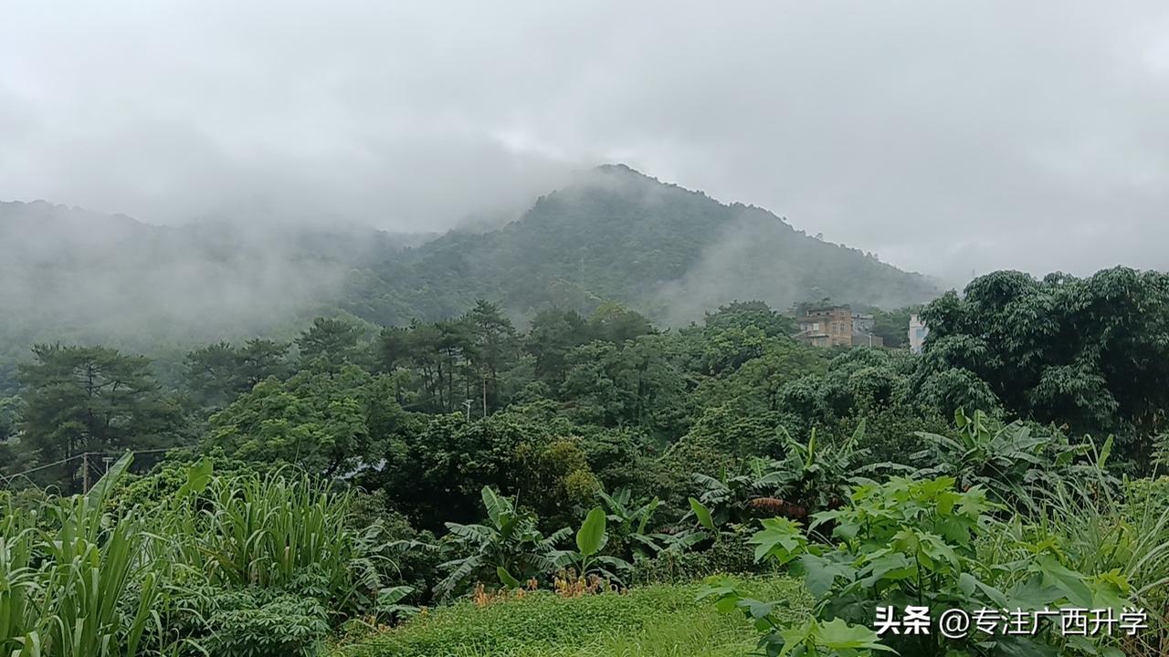 山里水汽真重，这样看着郁郁葱葱。