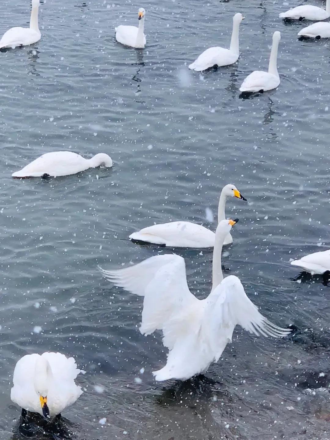 随感

满眼树木皆琼枝，
一年三九飞雪时。
茫茫原野千里素，
胜过涛笺好作诗。