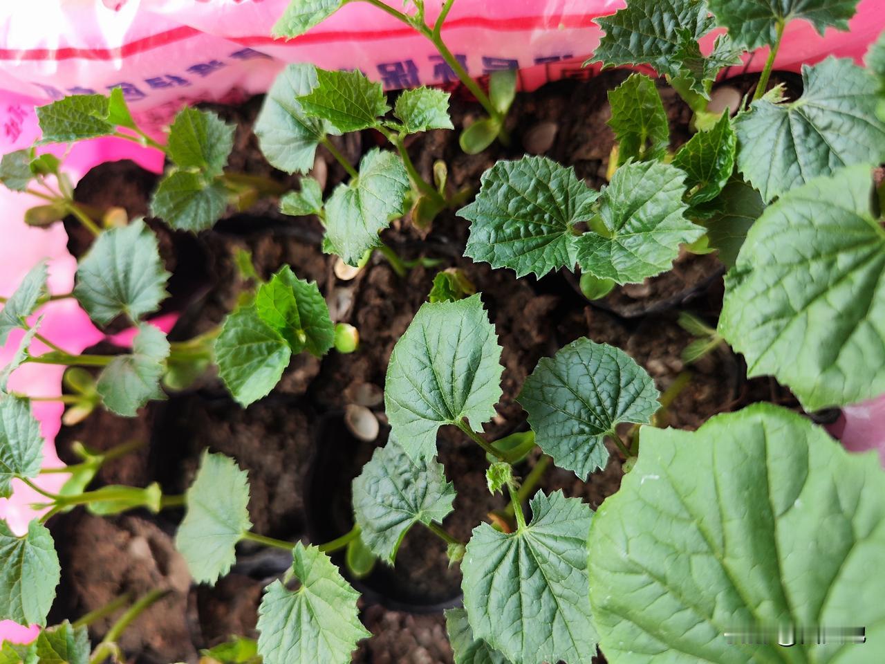 谷雨节马上到了，正是移栽各种瓜果黄金期，前天下了场透雨，趁墒情好，抓紧时间移栽瓜