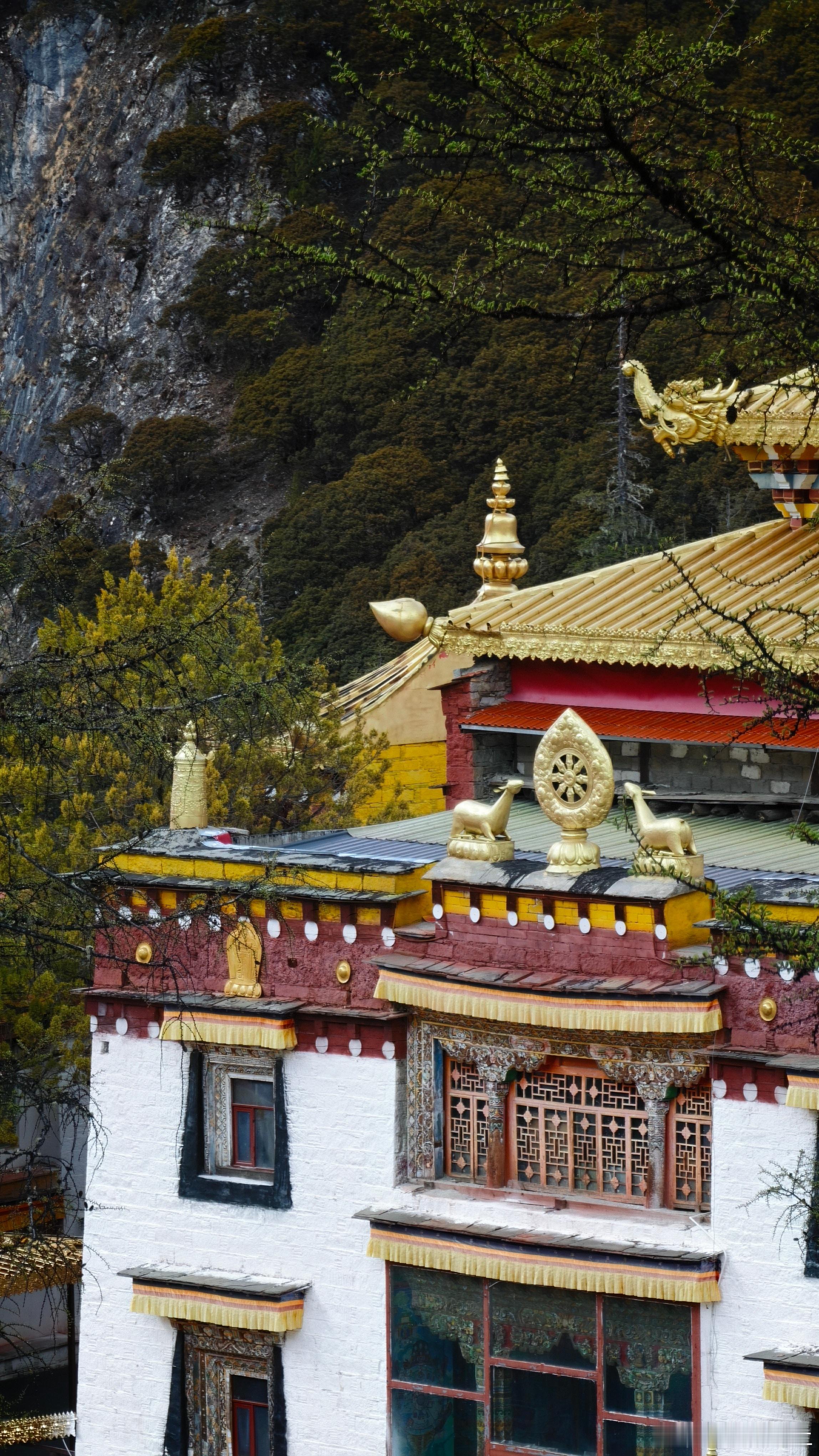 冲古寺的守护还有高原里的精灵跟着中国国家地理去旅行icar伟大的旅行 甘孜·稻城