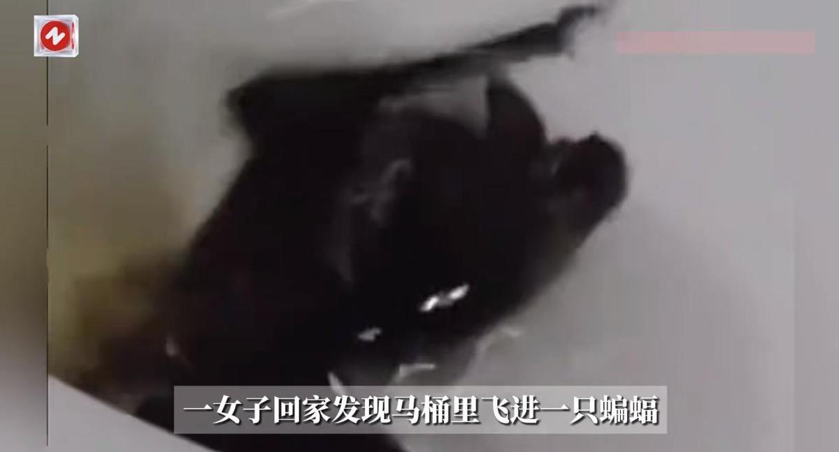 悲剧还是发生了！8月31日，河南信阳，一女子回家之后正要上厕所时，结果却发现马桶