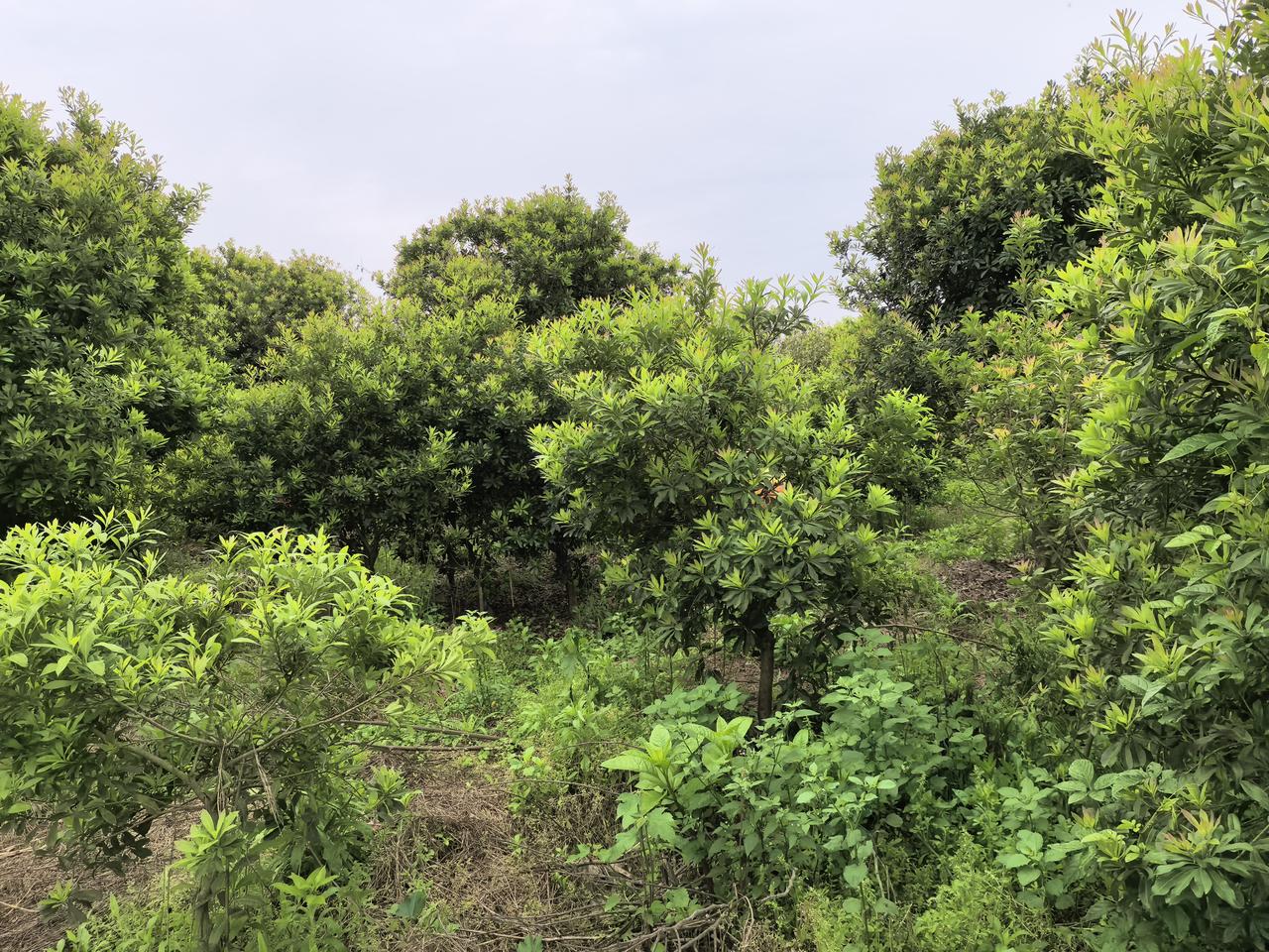 下联:清茶敬故交，邀对上联淡酒酬知己