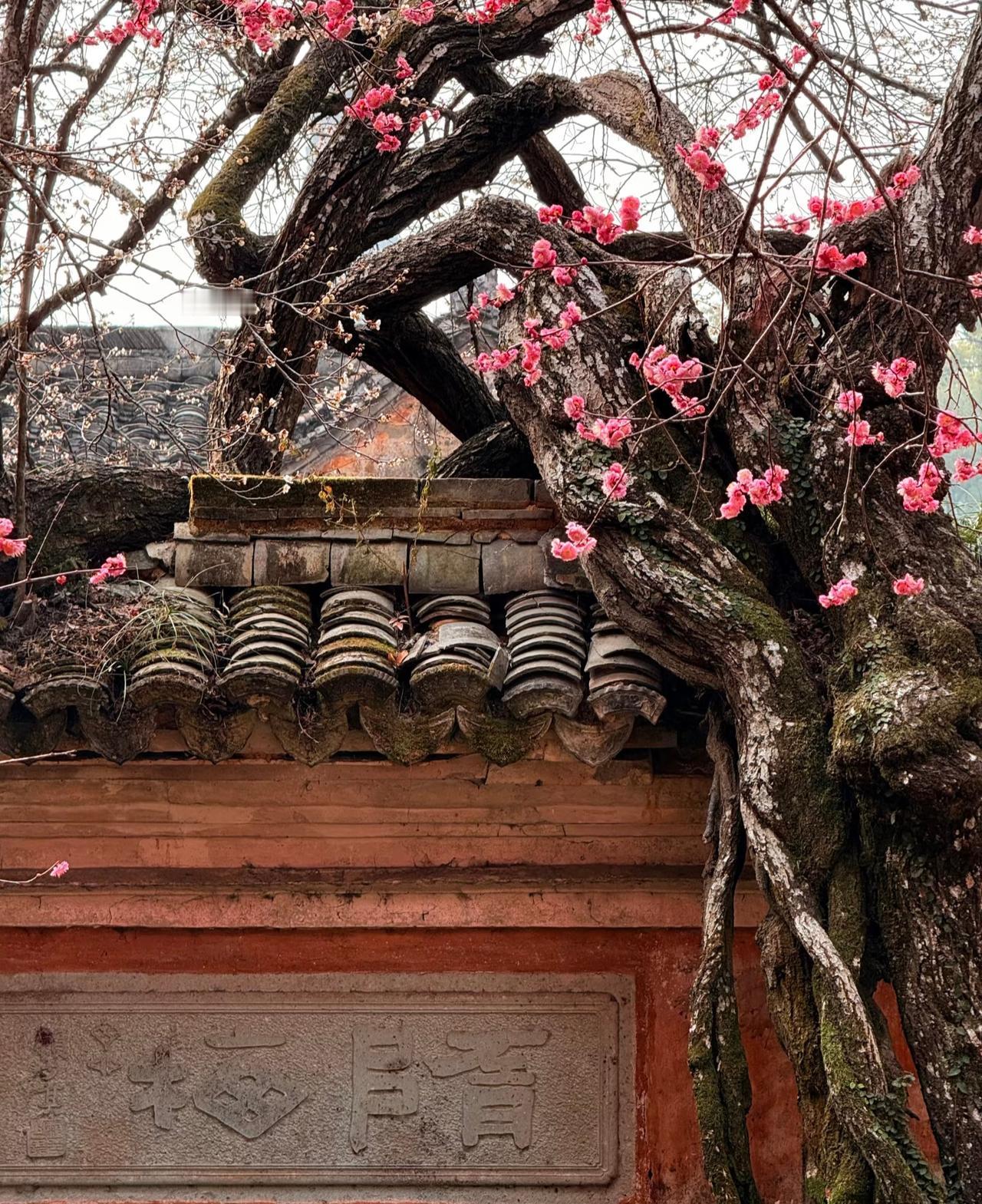 江南无所有，聊赠一枝梅！
国清寺的隋梅又开了
自从前两年跟朋友来过国清寺之后
心
