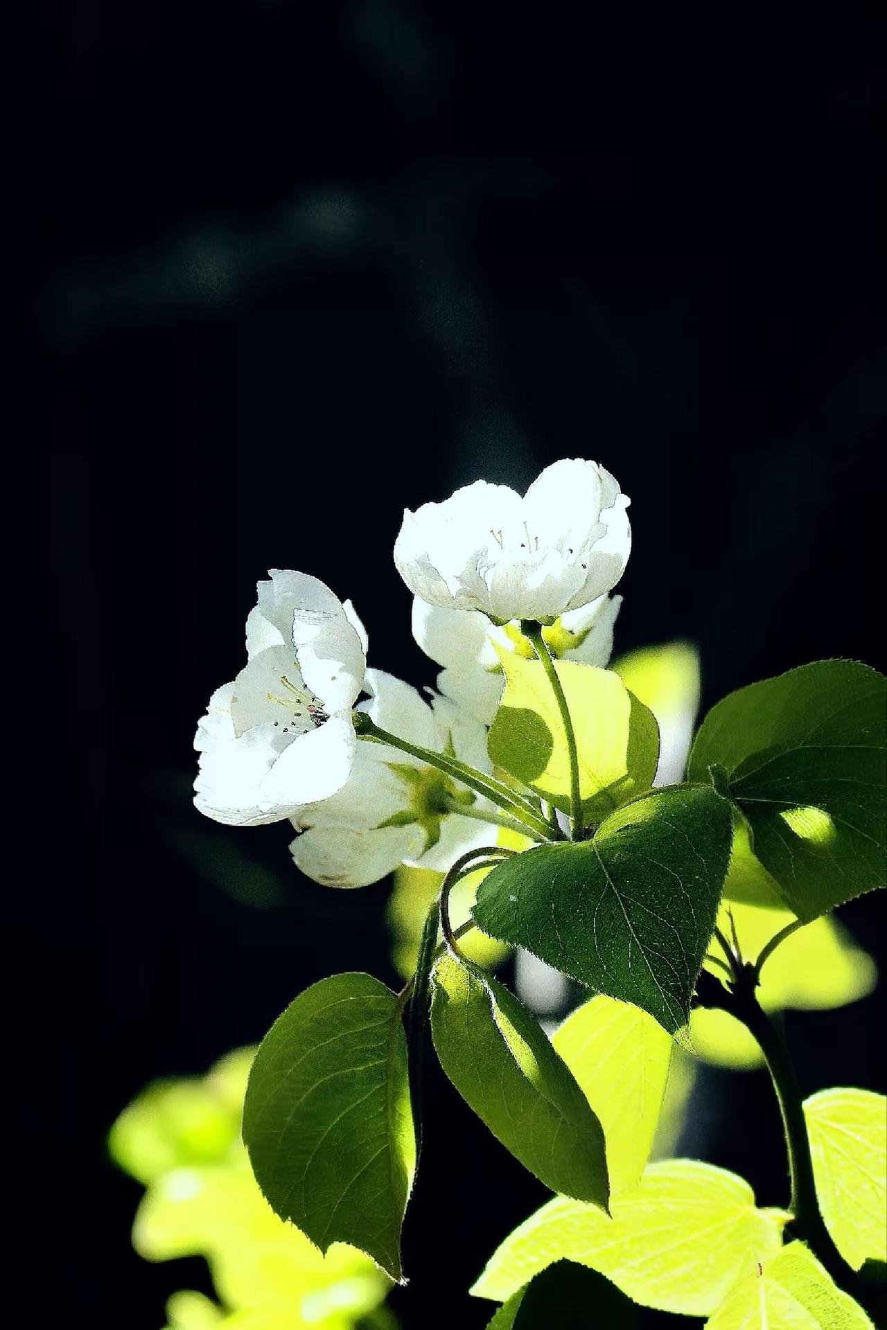 春天的记忆。花之诗意