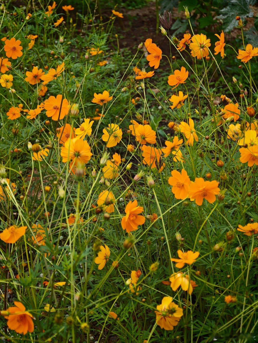 小米17U徕卡 跟着领事看非洲