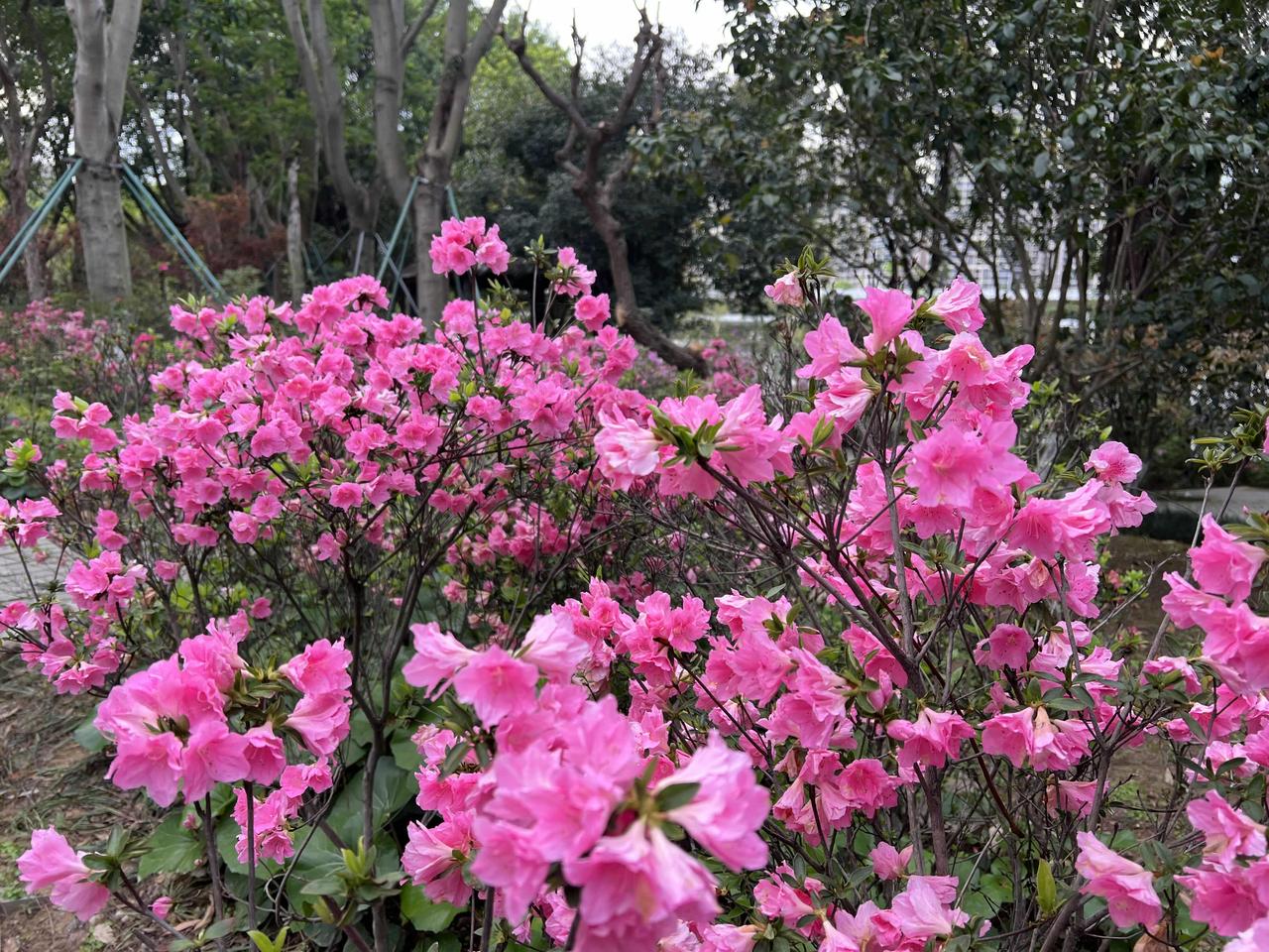 杜鹃花儿开

文/申明洲

“何须名苑看春风，一路山花不负侬。日日锦江呈锦样，清