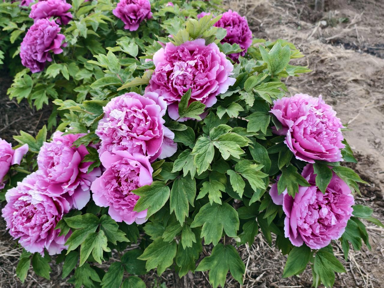 十二生肖盘点：看谁的福气最多？？
1. 属鼠：琐事繁杂，需多费心
​
2. 属牛