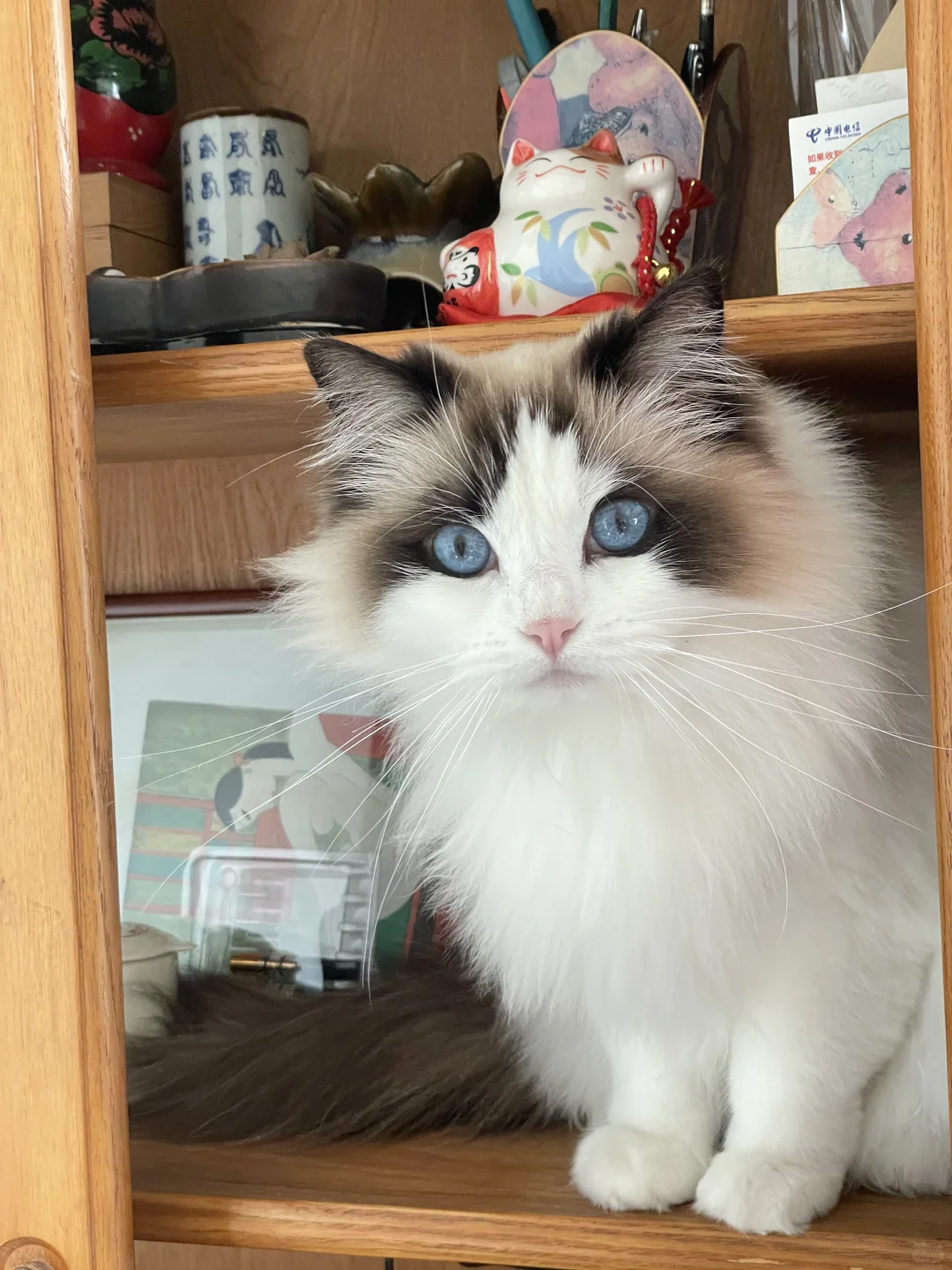 “招财猫”就要和招财猫坐在一起呀🔮