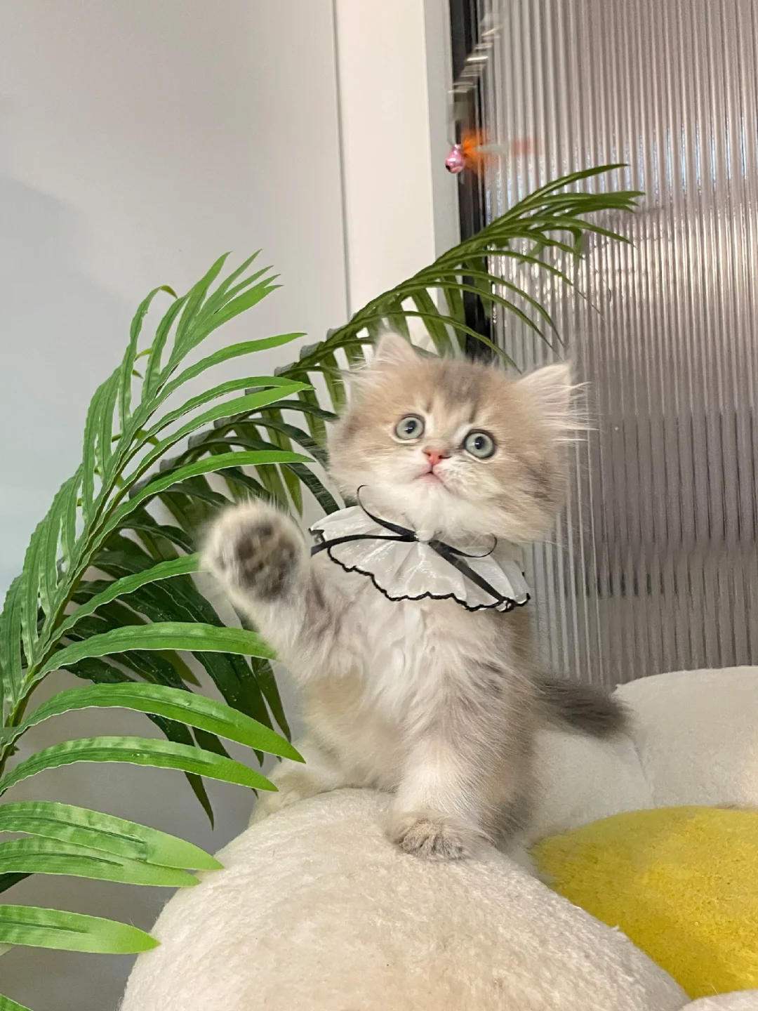 现猫找家🥰长毛蓝金弟弟