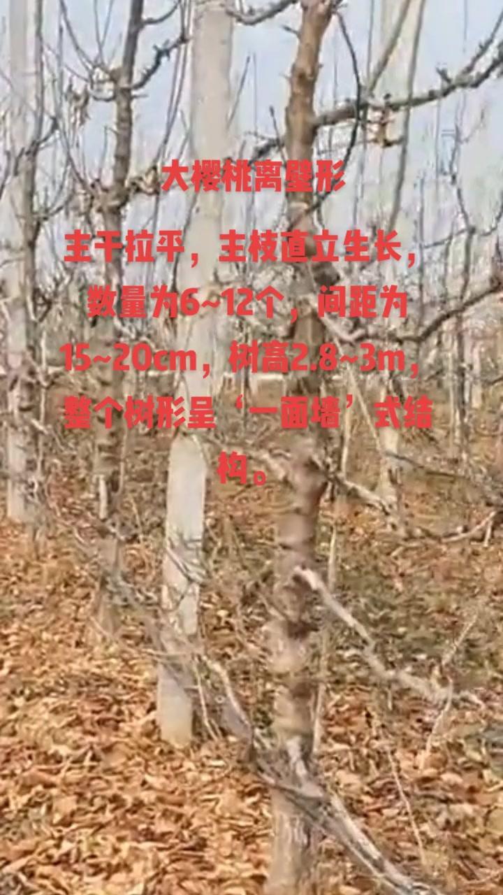 大樱桃离壁形树形怎么培养？🍒离壁形树形培养有讲究，关键在这几点：
1️⃣定干高