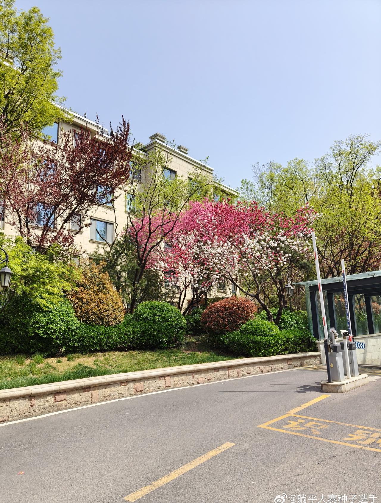 每到春天小区里，公园里都非常的漂亮！红的绿的到处都很美！大家一般都是欣赏为主，拍