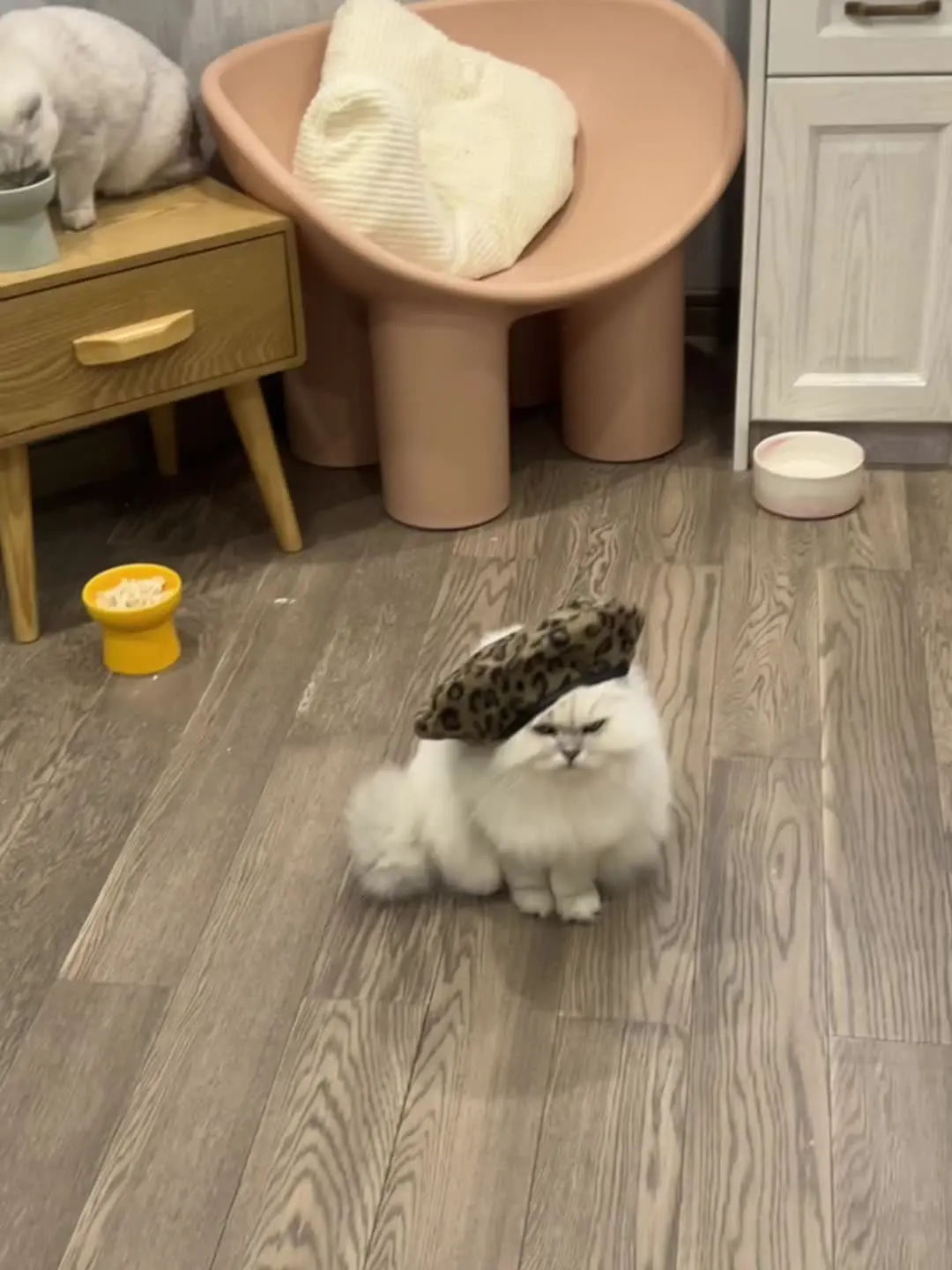 动图超可爱