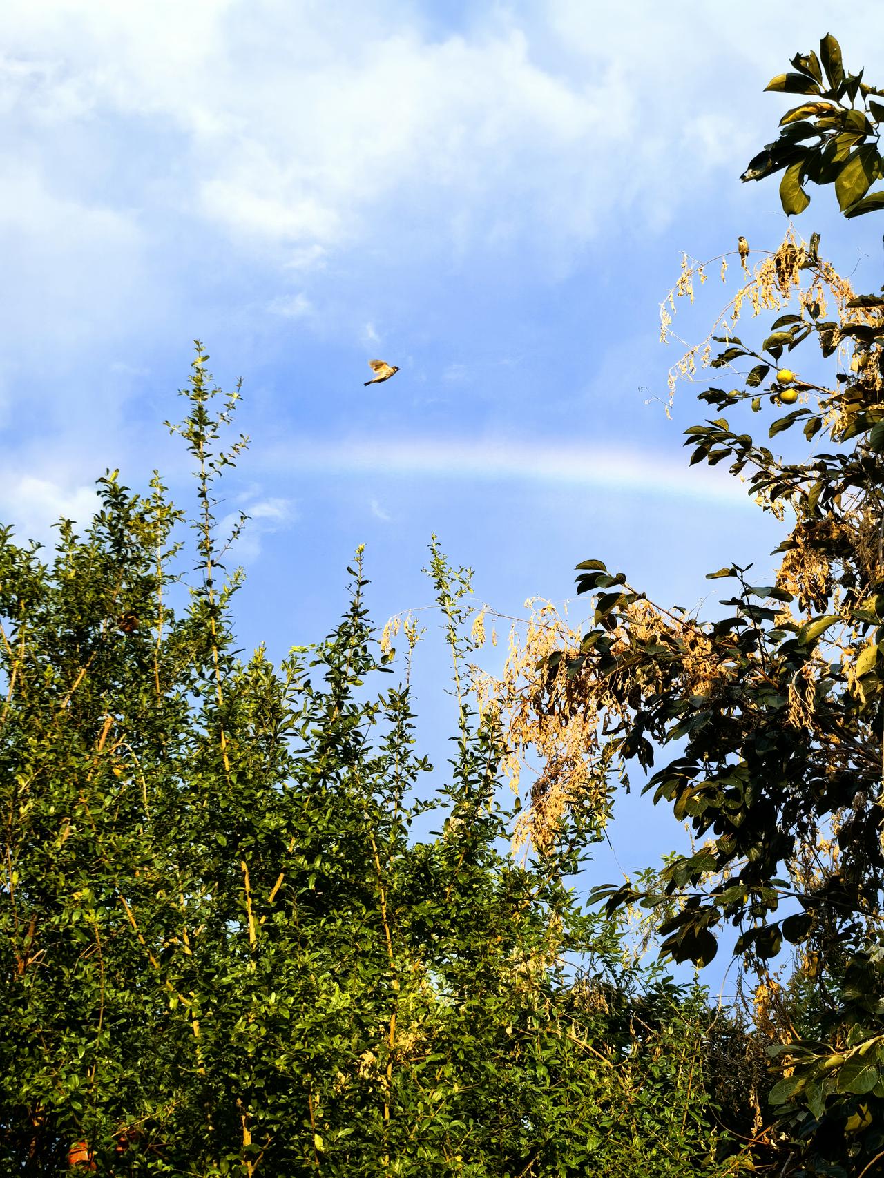 秋日生活打卡季昨天下午5点多，一阵小雨过后，靓丽的彩虹出现在蔚蓝的天空，幸运的是
