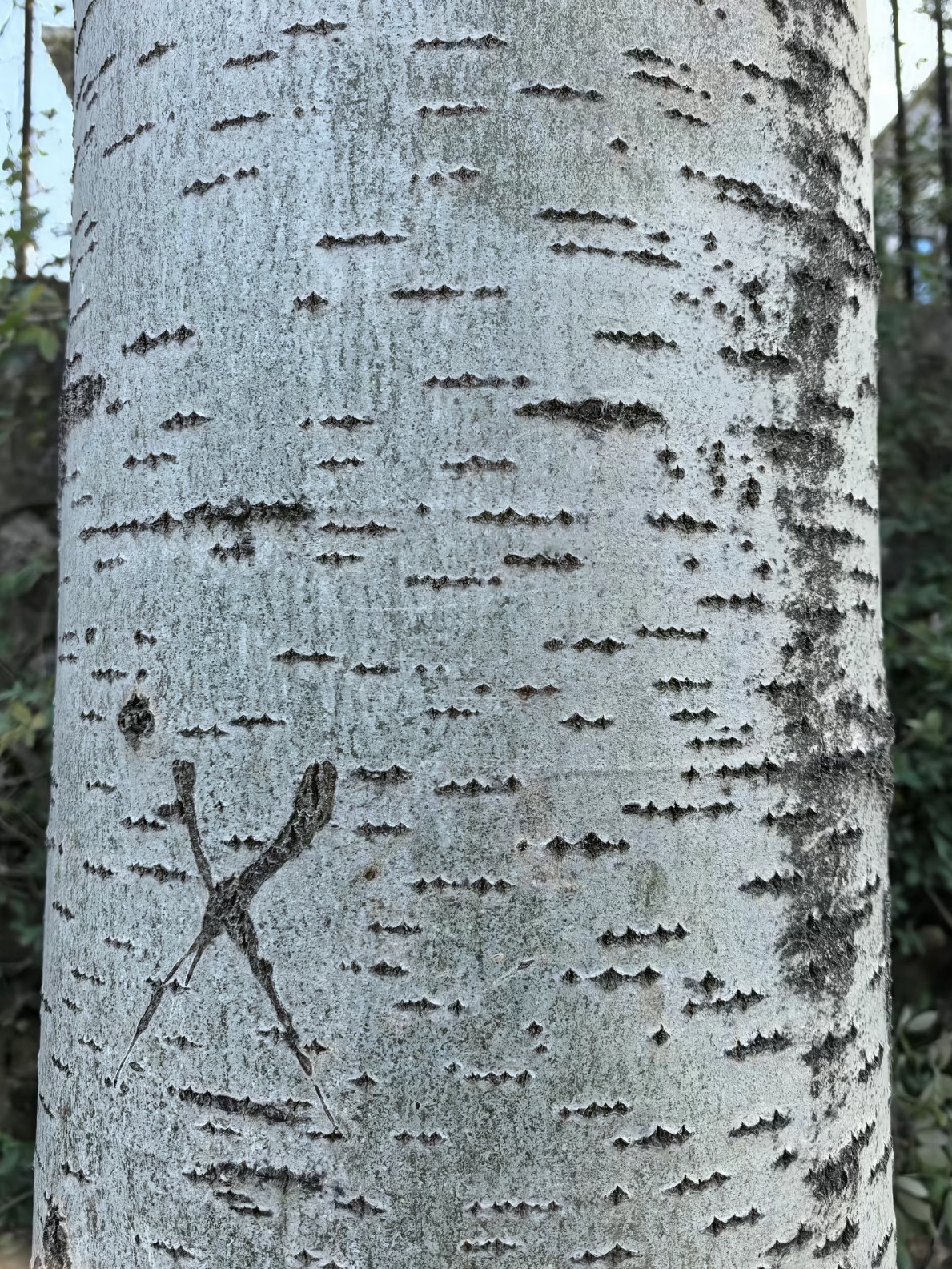 一棵长满方程豹的树