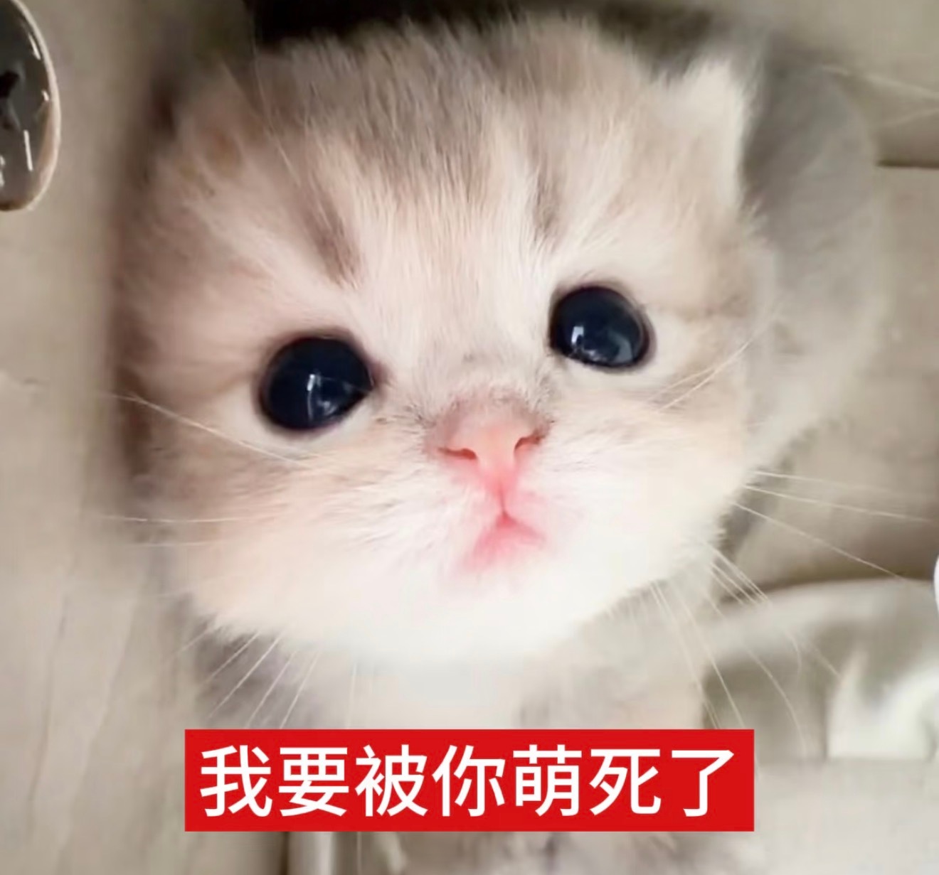小光光假装耀武扬威实则说话依旧黏黏糊糊的像撒娇真是可爱鼠了 ​​​