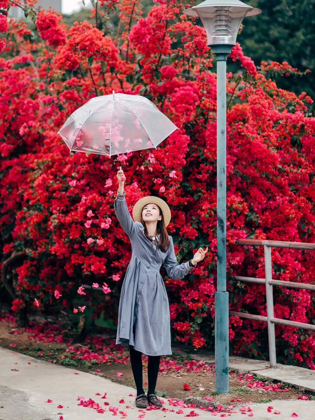 春游记｜邂逅一场花瓣雨🌸三角梅盛开的浪漫