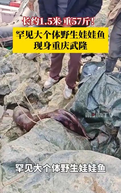 2025年12月17日，重庆武隆区江口镇村民在乌江岸边发现一条体长1.5米、重5