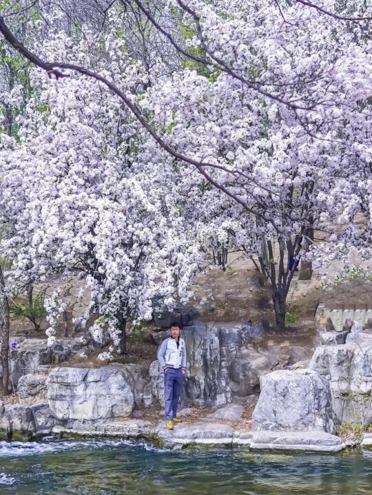 京城山桃季来临！私藏顶流拍照圣地出片攻略