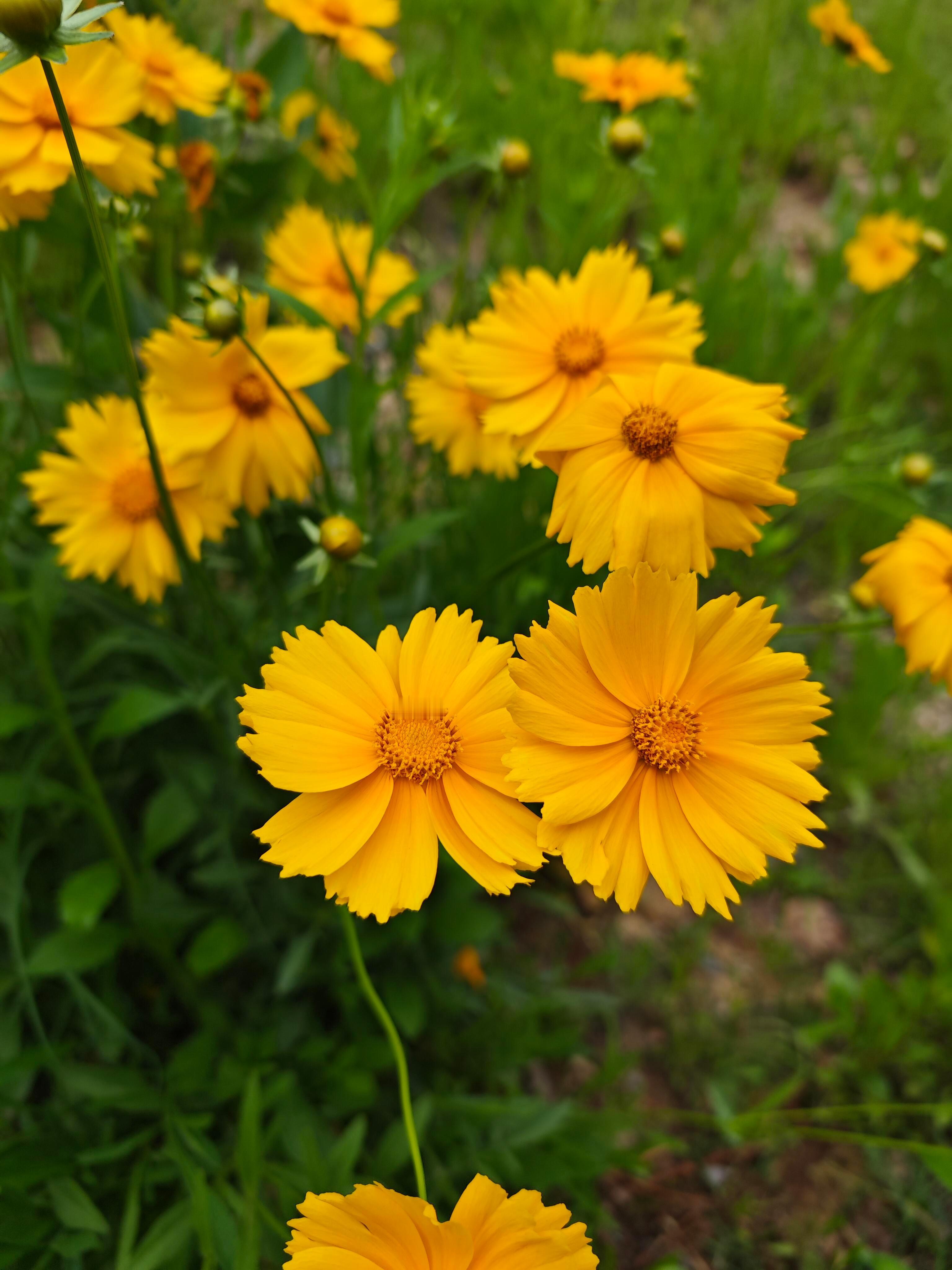奇妙生物圈专业科普 | 植物科普🌼金鸡菊，隶属菊科金鸡菊属，多为一年生或多年生