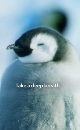 【国家地理频道播放了一段企鹅试图平静下来的画面。 视频中，这只企鹅正在深呼吸，仿