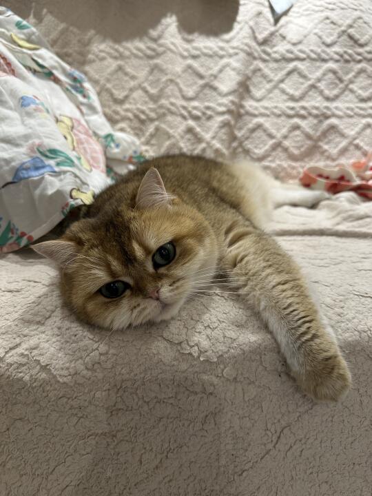大懒咪