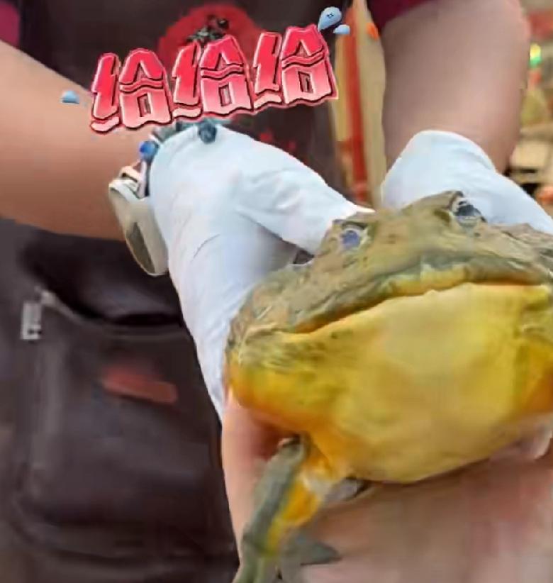 宠物牛蛙闯入火锅店，温馨一幕折射现代人与宠物的深情纽带

在一个平凡的火锅店里，