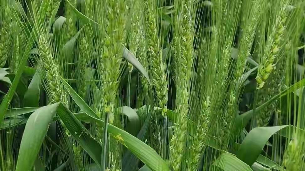 中越边境化肥走私人赃俱获，14亿人的饭碗不能帮别人买单  

中越边境化肥走私人