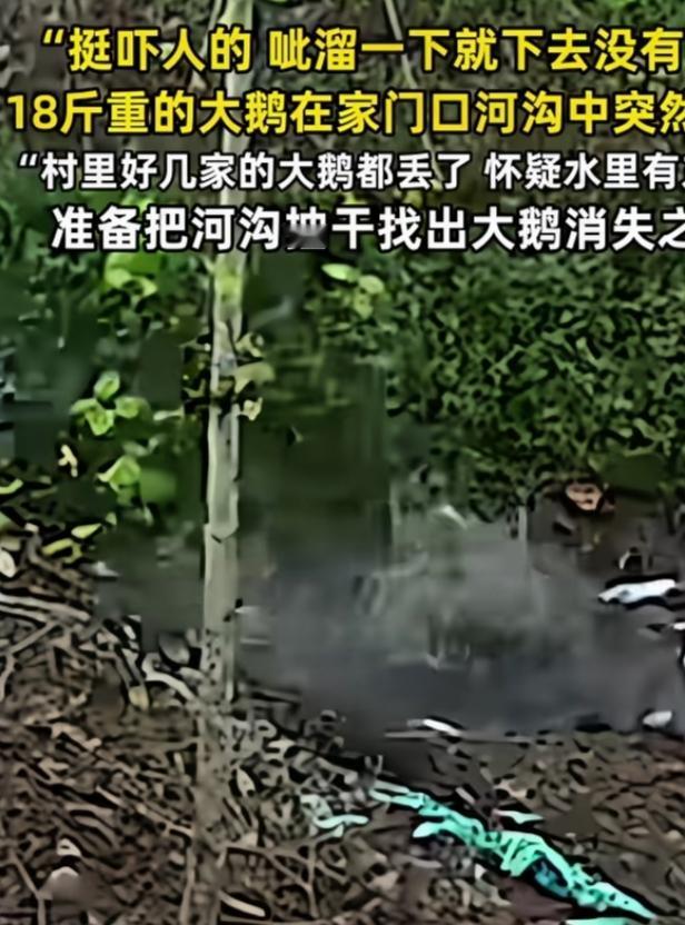 村里一只18斤重的大鹅突然消失，可把村民急坏了。大家心里直犯嘀咕，怀疑河沟里有啥