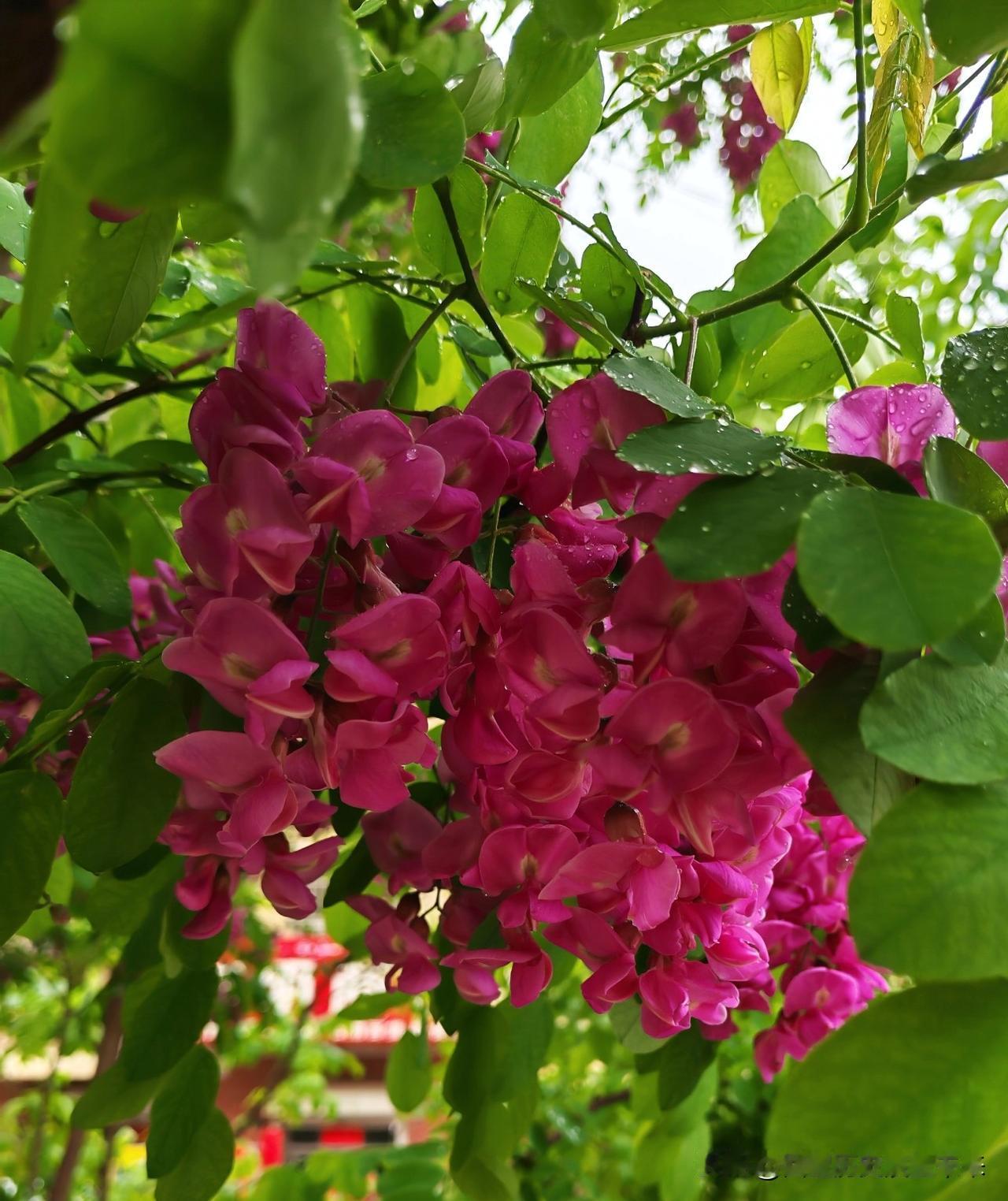 春日生活打卡季榆树花