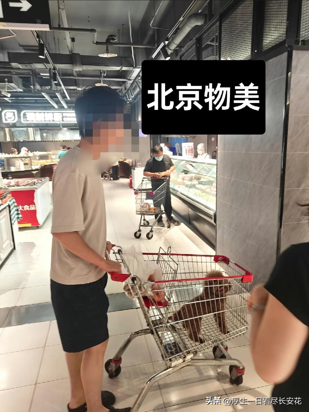 有网友投诉北京万寿路物美超市允许狗上购物车，推着“狗”物车在面包区，熟食区，水果