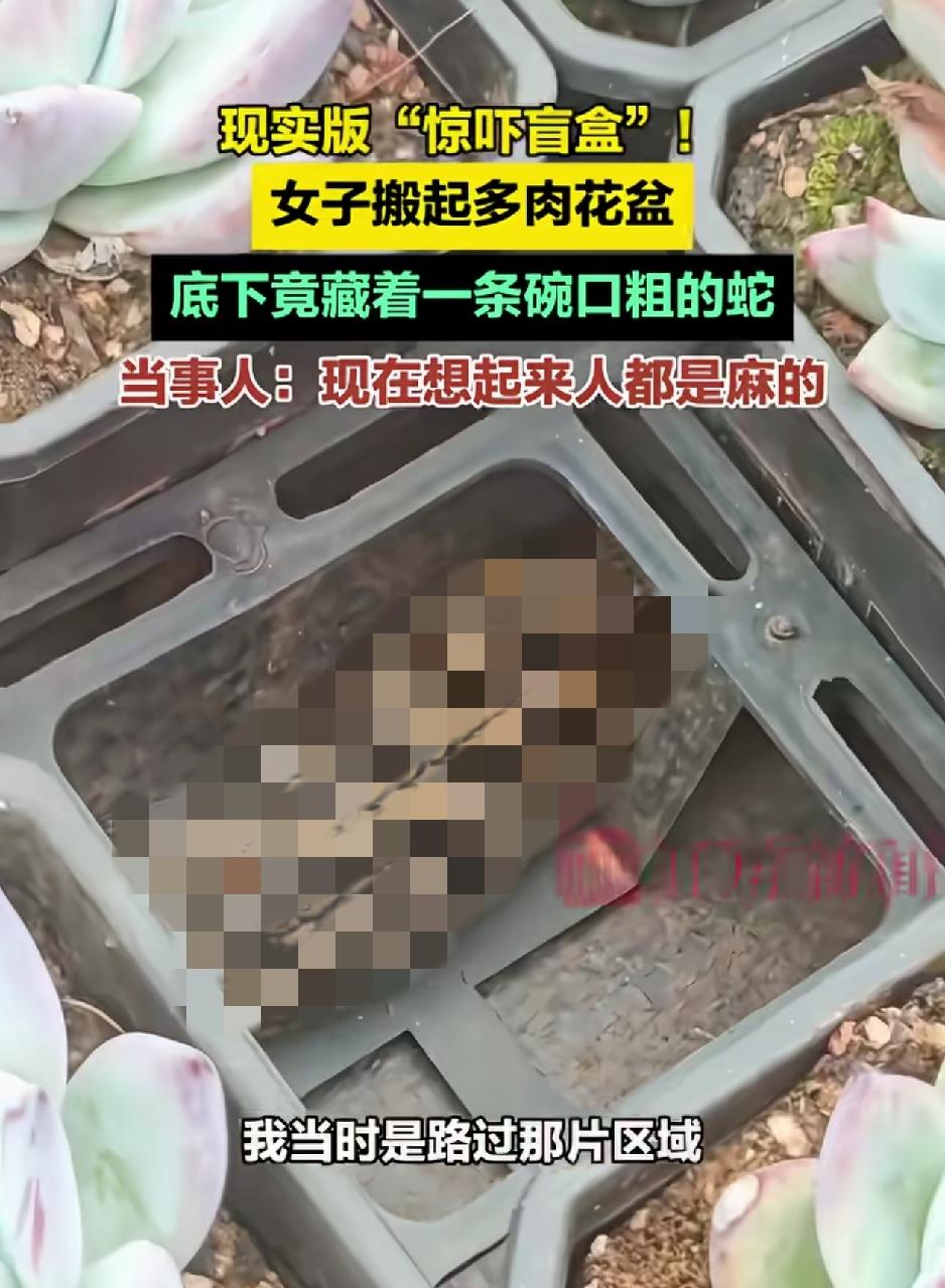“吓一大跳”！云南昆明，一名女子培育多肉植物时，突然发现花盆下有“一鼓一鼓”的异