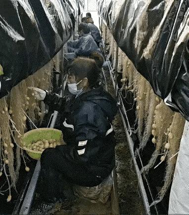 这样种的土豆能好吃吗