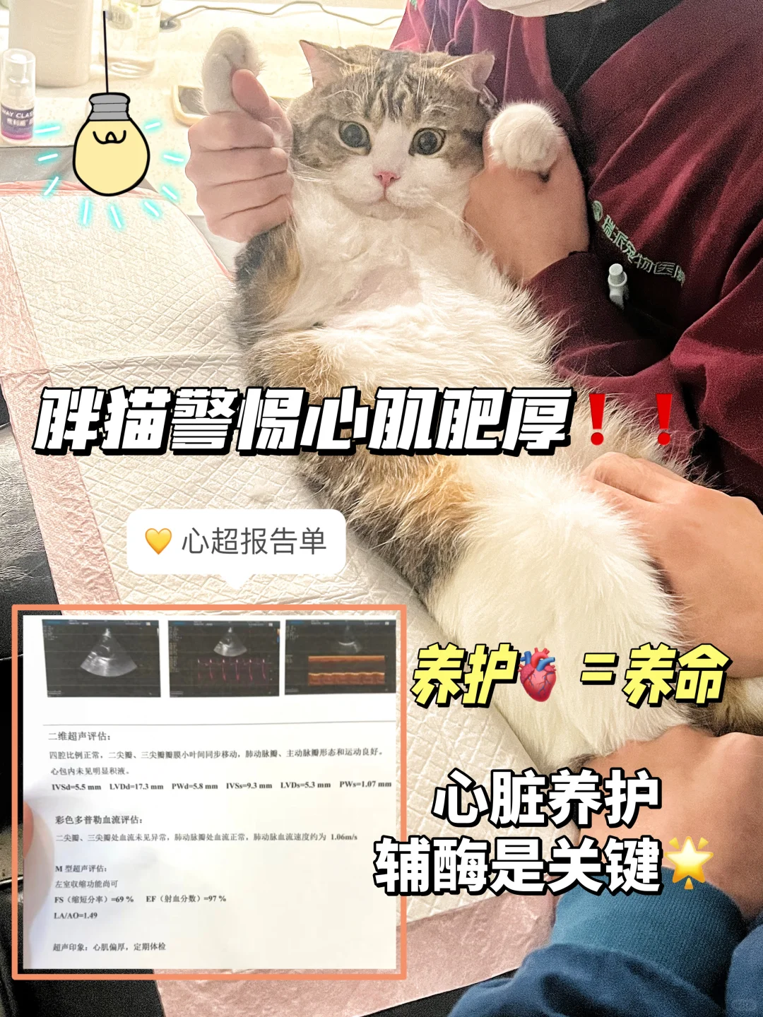 ⚠️胖猫家长请注意🫵🏻