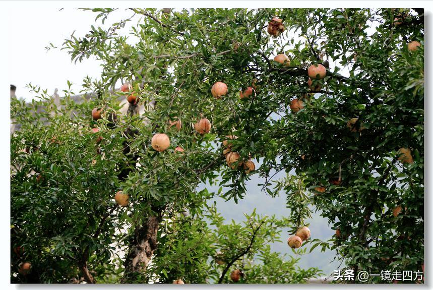 金秋时节，西安华清池里石榴挂满枝头。