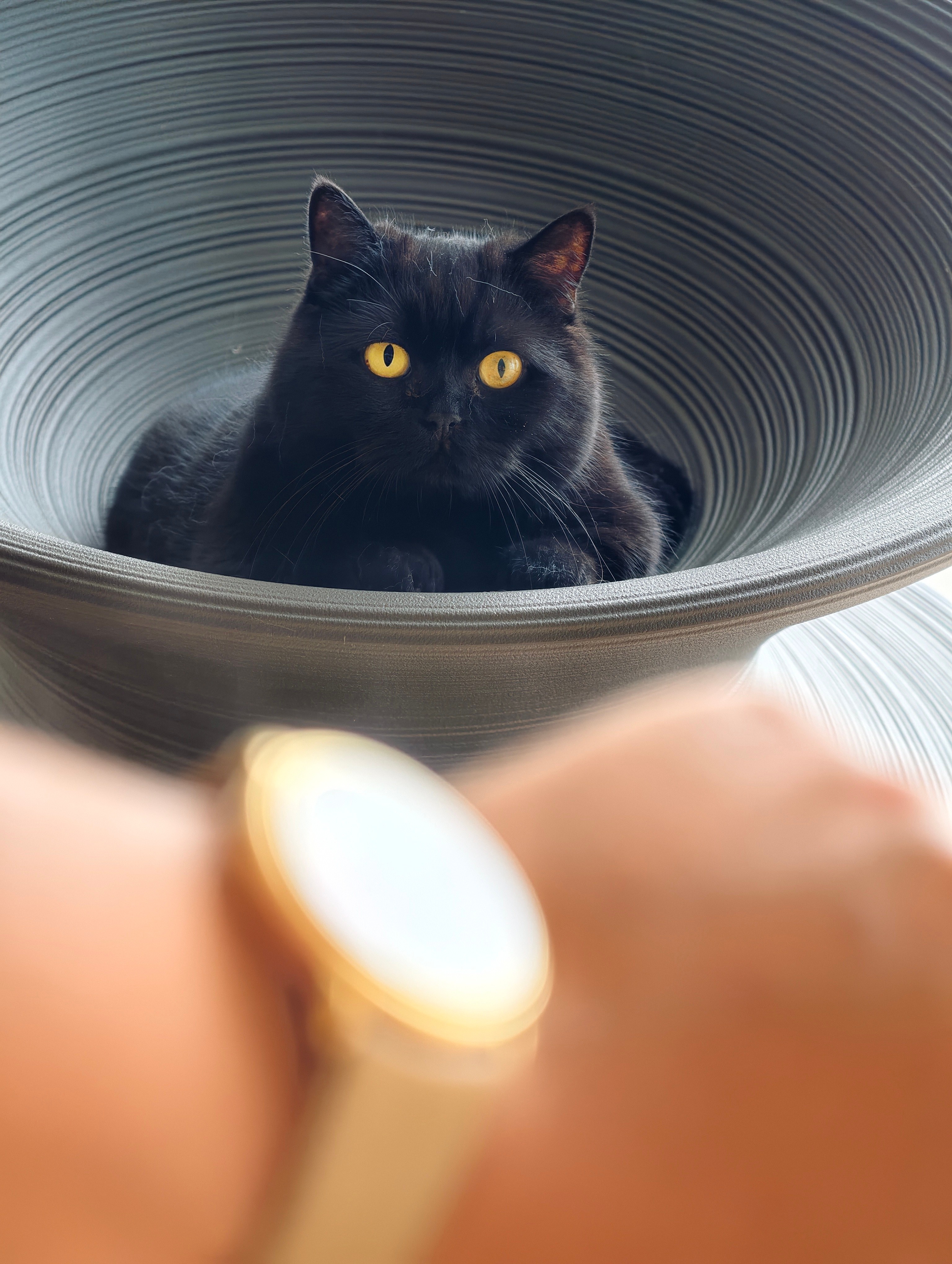 小熊猫：又买啦？不够戴是吗 