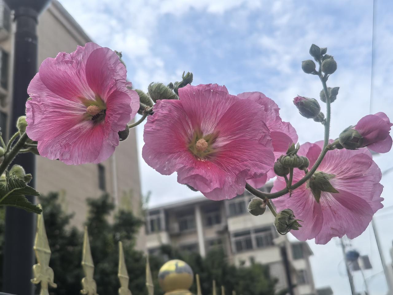 墙内种花墙外香——一支蜀葵出墙来

[玫瑰][心][玫瑰]

不争春色，只守盛夏