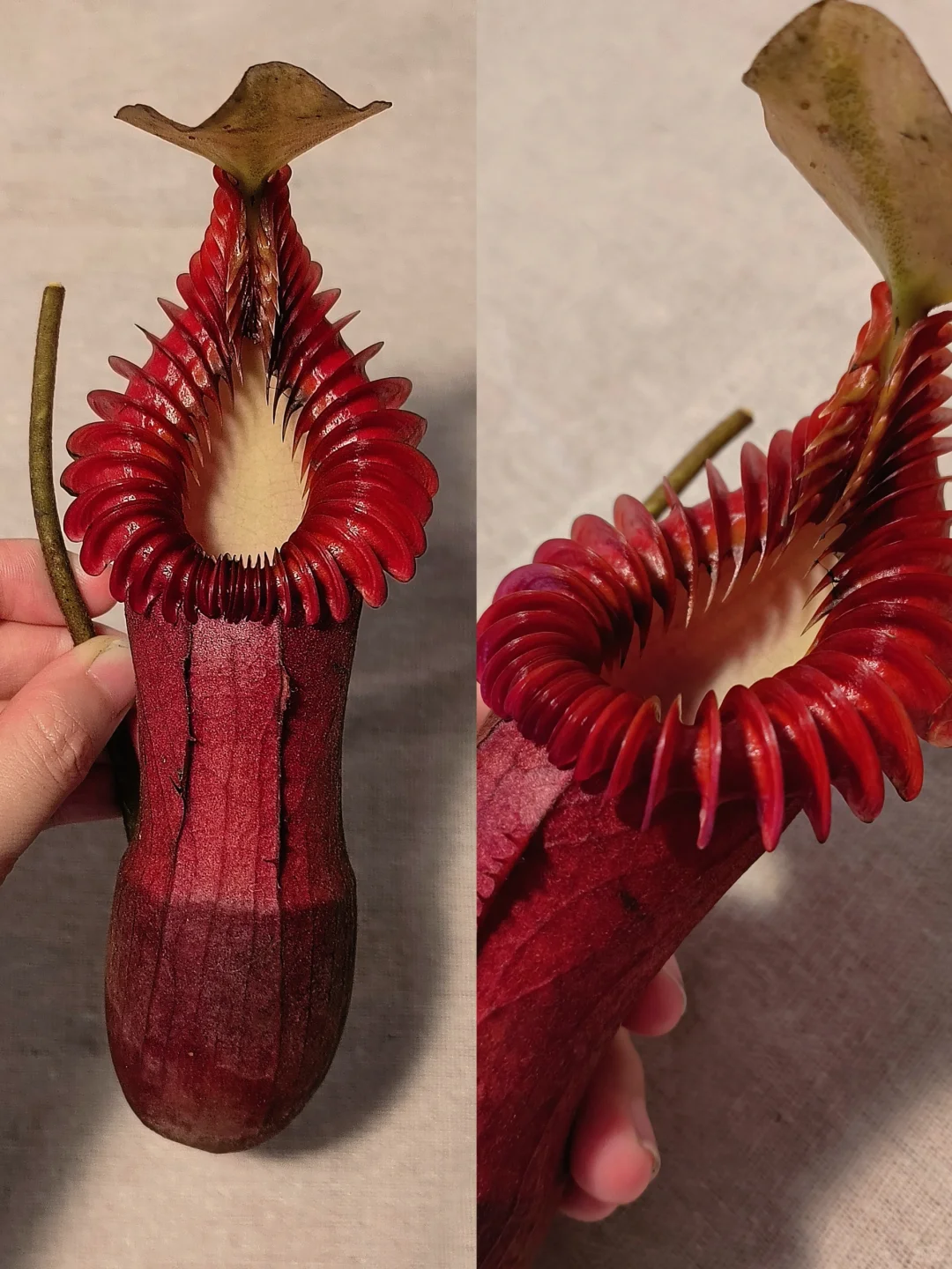 这个笼子看起来要咬人!好霸气!