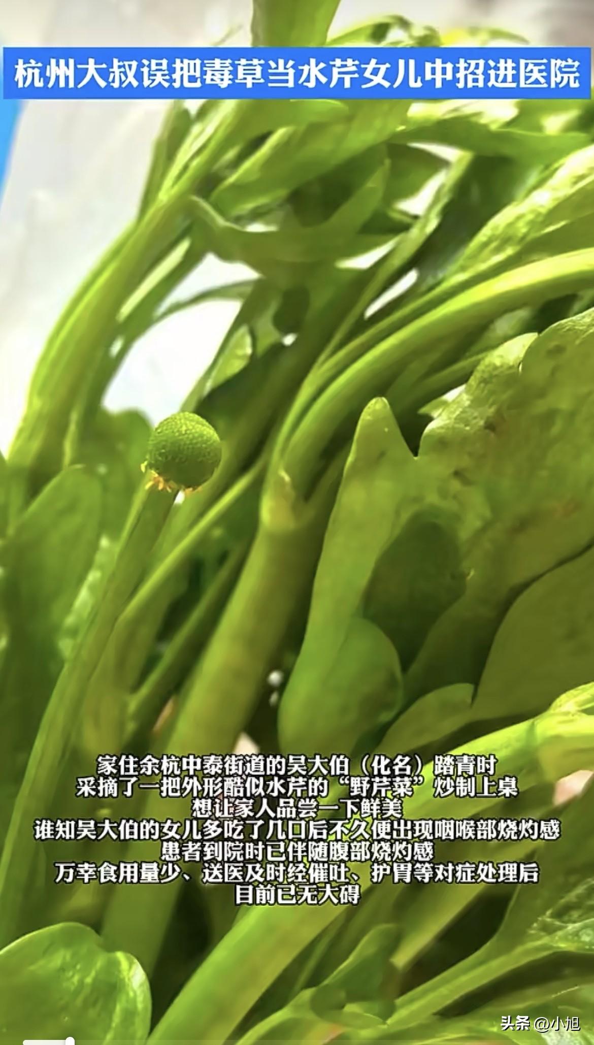 吴大伯怎么也没想到，自己踏青时随手摘的一把“野芹菜”，差点让女儿把命搭进去。
