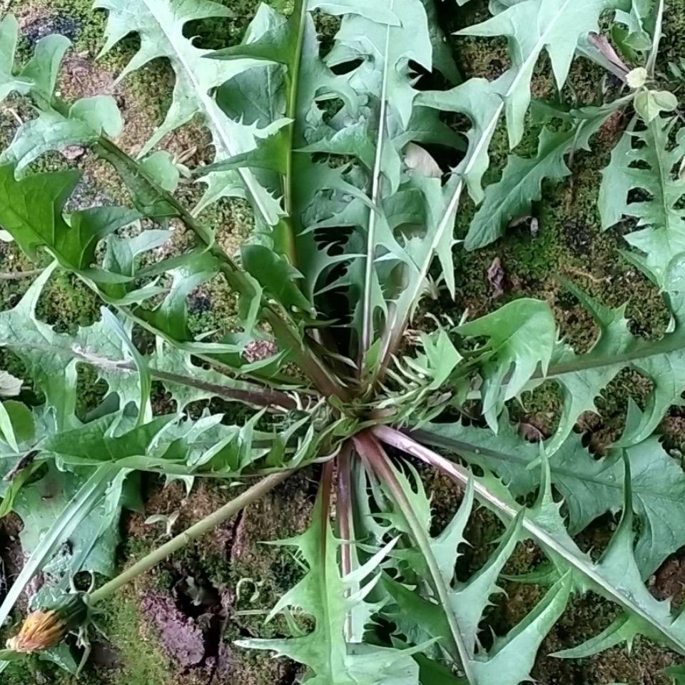 野菜VS农家菜终极battle！四川人：这题我选得脑壳痛！
 
要说餐桌上的“田