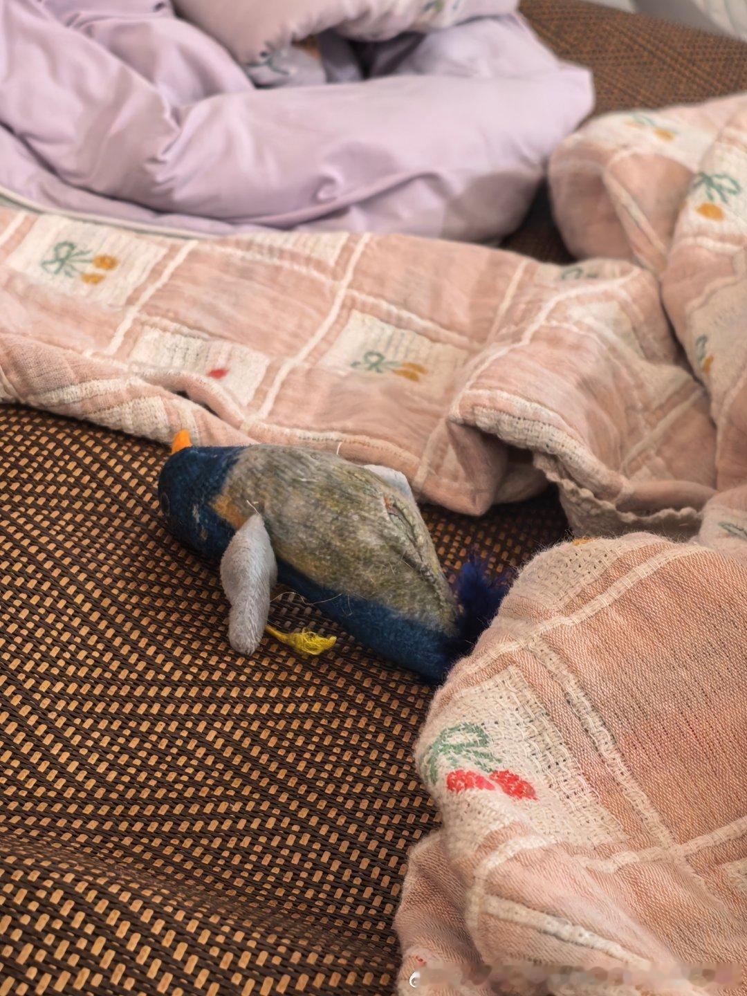 一只小可爱叼来她的阿贝贝给我妮娜一家来福是只小狸花萌宠的日常