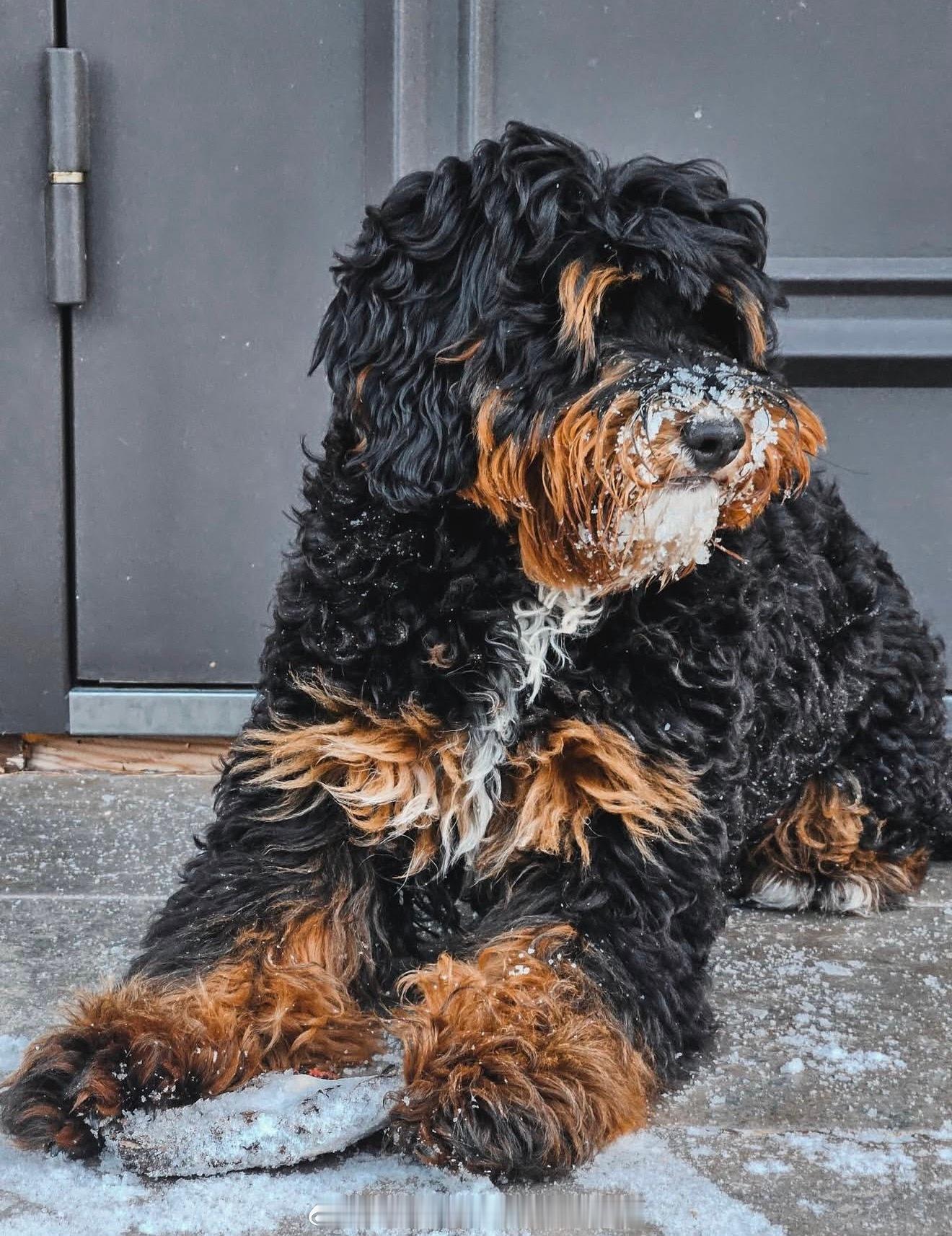 安德列娃和可爱狗狗