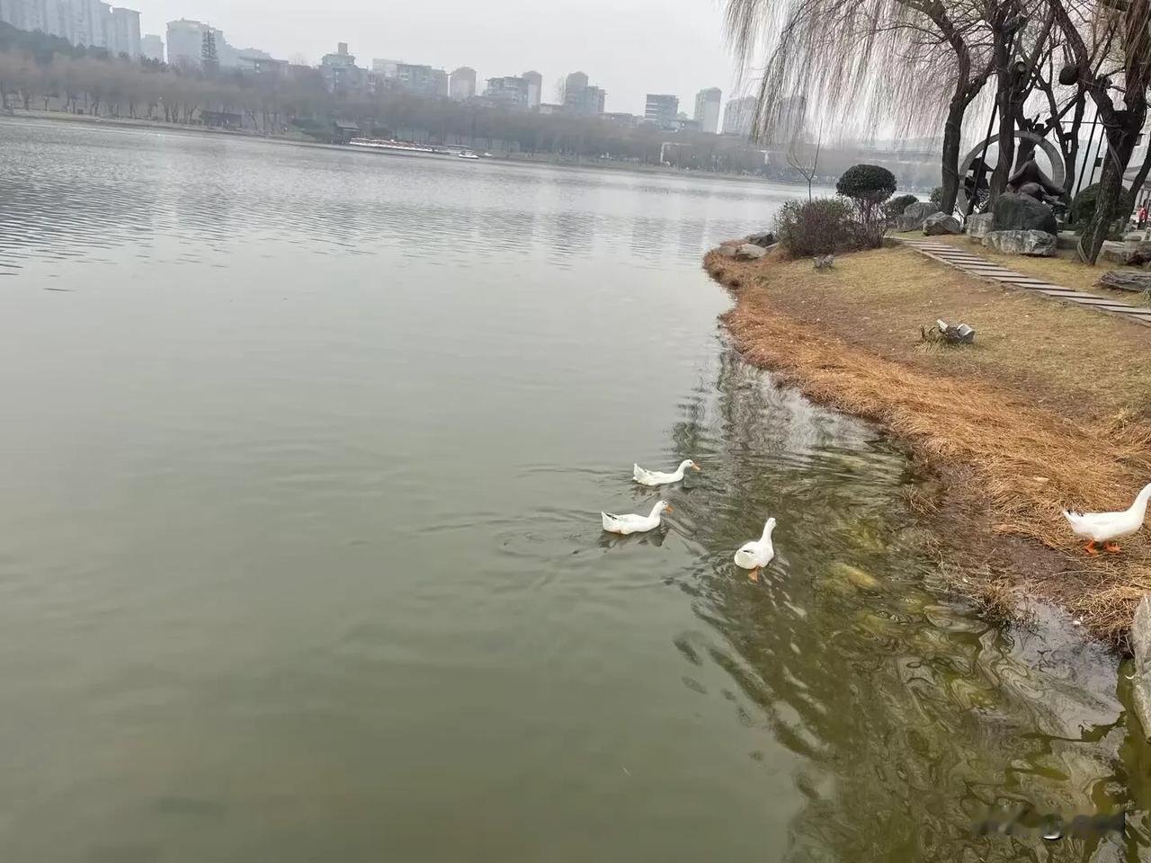 【如梦令•杨柳春风细雨】
杨柳春风细雨，碧水轻舟慢渡。
听棹捣波声，不觉依稀岸雾