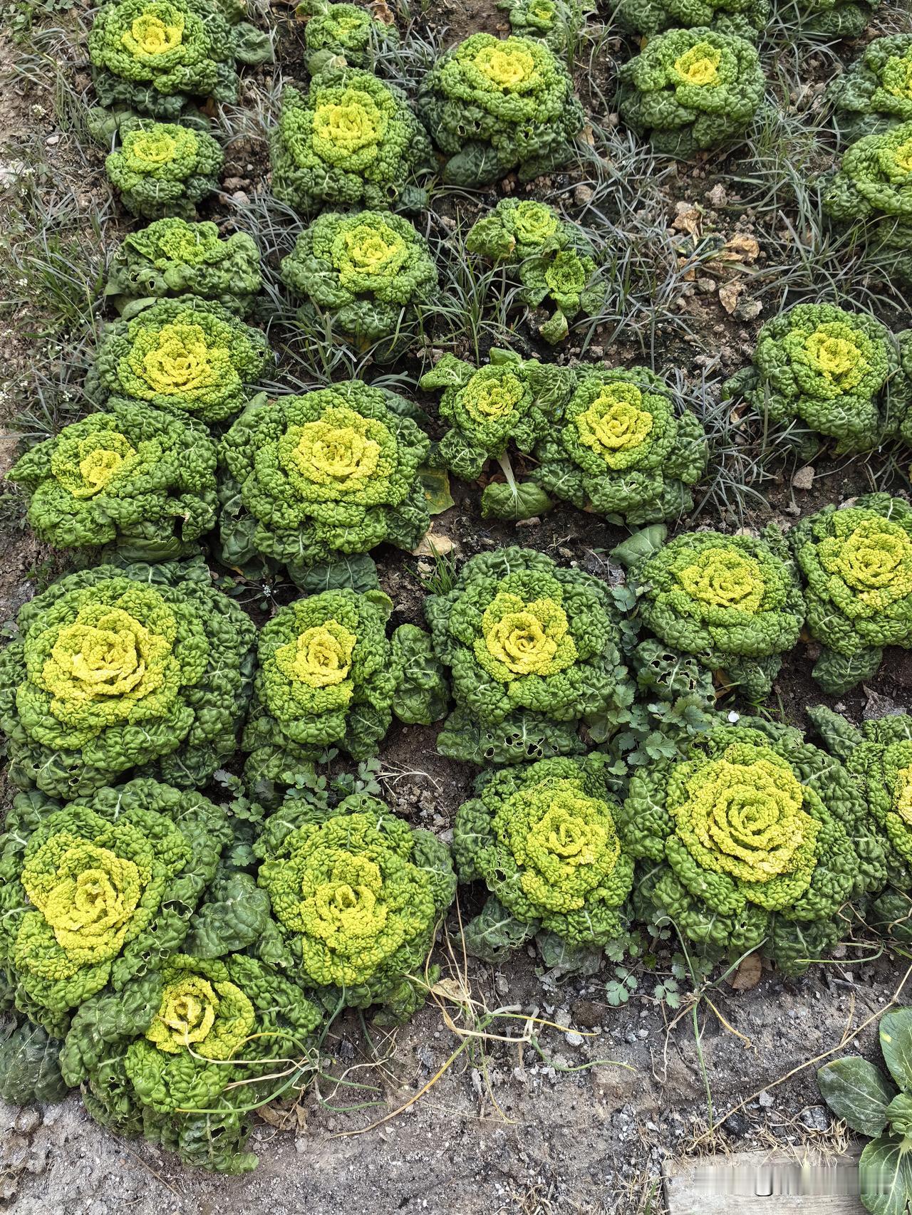 手心手背都是肉

哥哥和弟弟回去上年坟，按老家的习惯，要赶在小寒和立春之间，把年